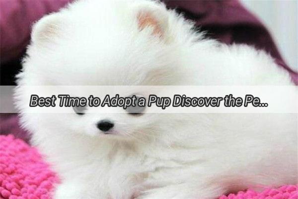 Best Time to Adopt a Pup Discover the Perfect Month for Your New Furry Friend